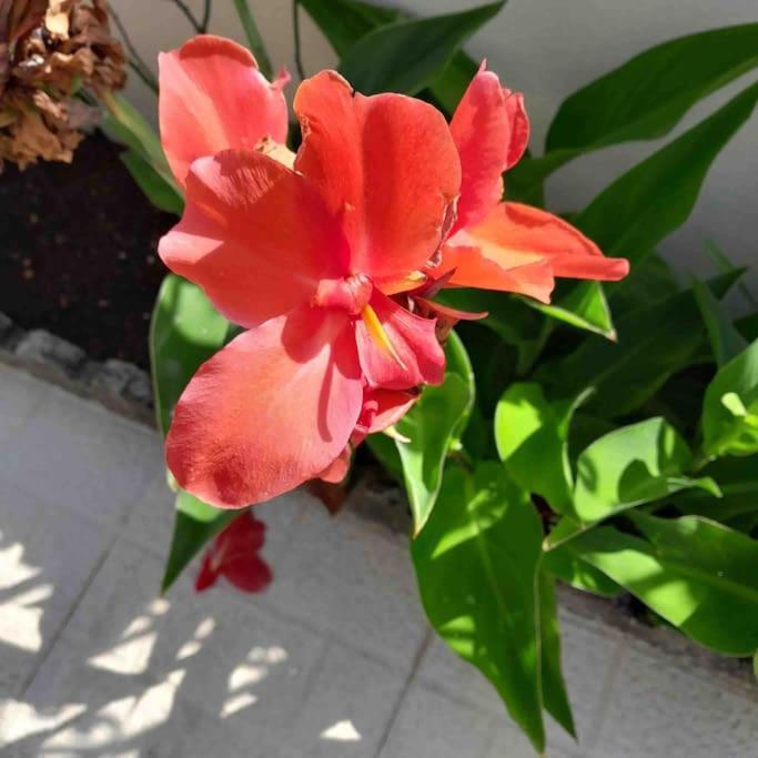 Paradise House - Apartment In Villa With Private Pool And Private Garden Aldeia do Mato  エクステリア 写真